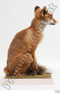 Fox  2 whole body 0004.jpg